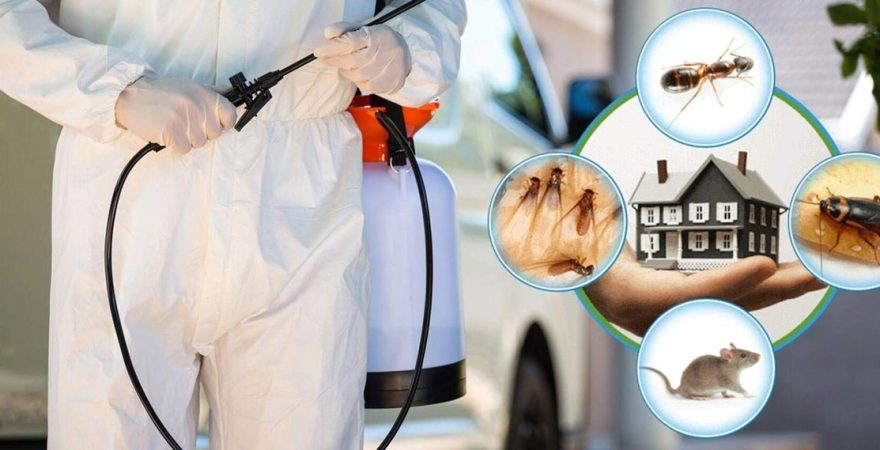 Pazaryolu Böcek İlaçlama