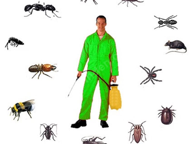 Pazaryolu Böcek İlaçlama